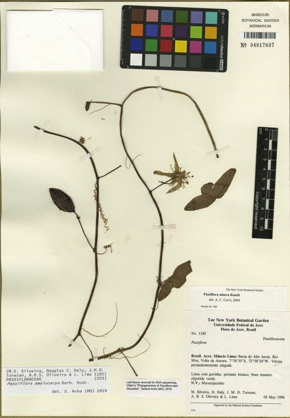 Passiflora amalocarpa — houseplant care guide