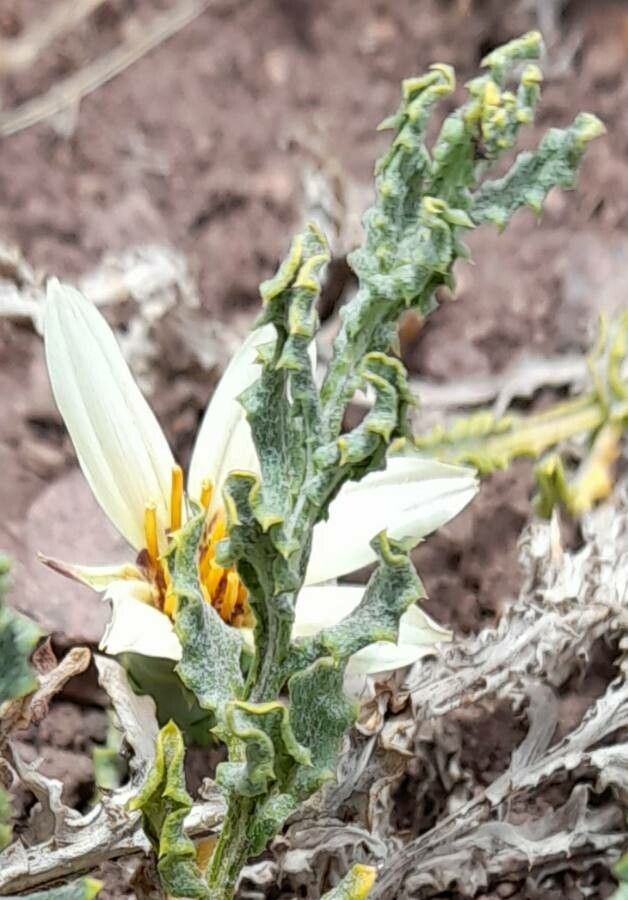 Mutisia sinuata — houseplant care guide