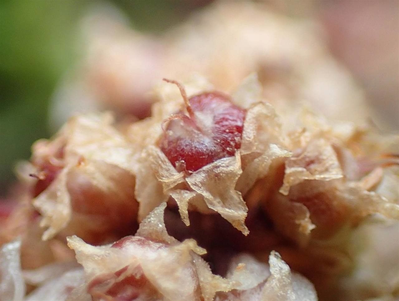 Cuscuta epithymum fruit