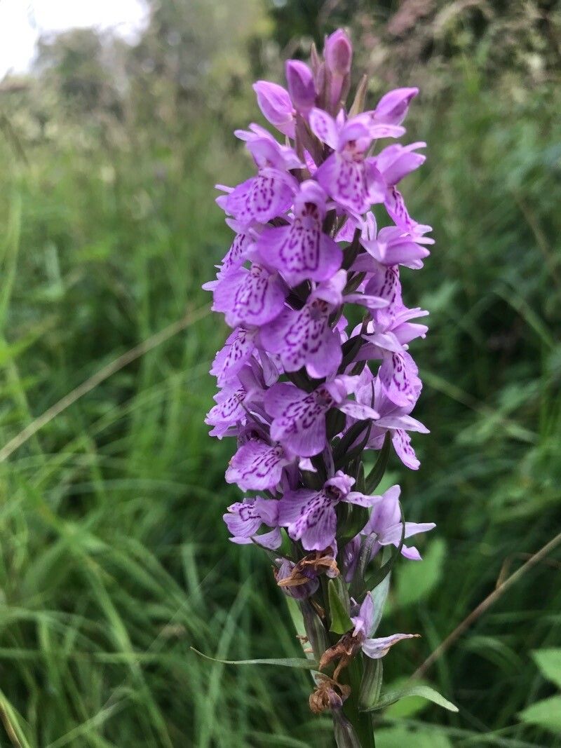 Dactylorhiza x grandis flower