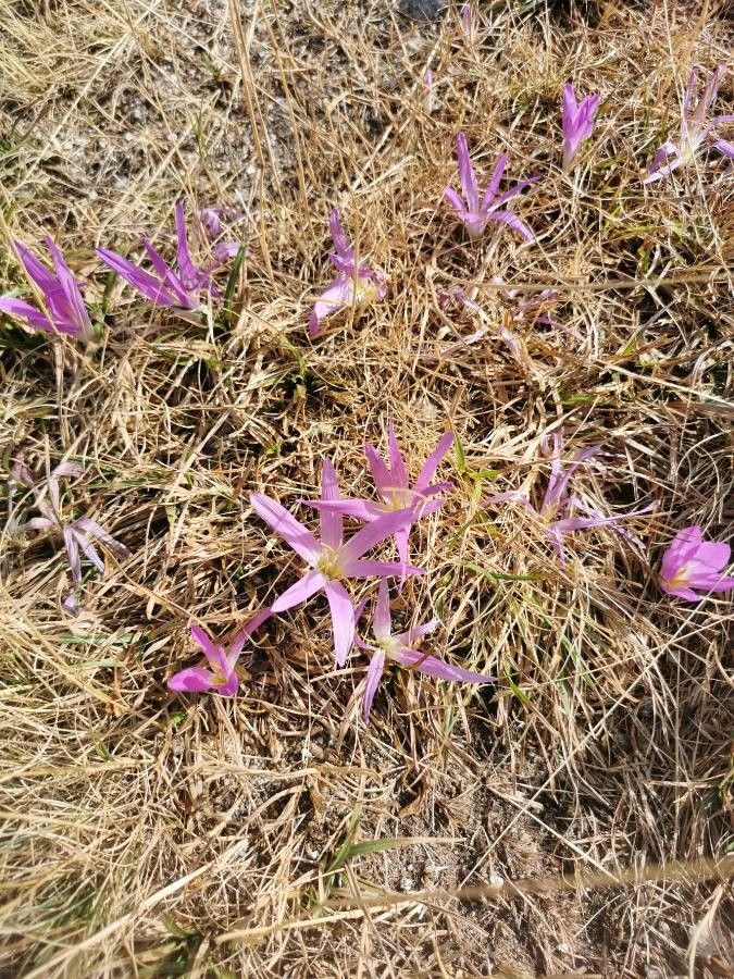 Colchicum montanum habit