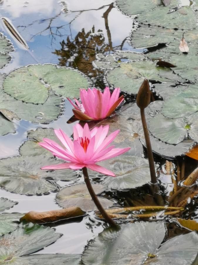 Nymphaea rubra flower