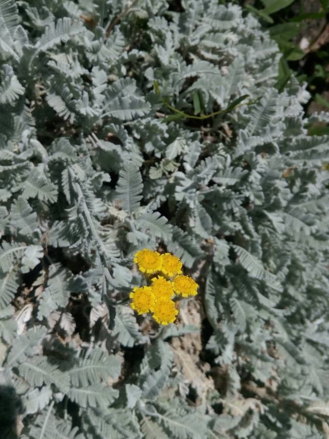 Tanacetum haradjanii flower