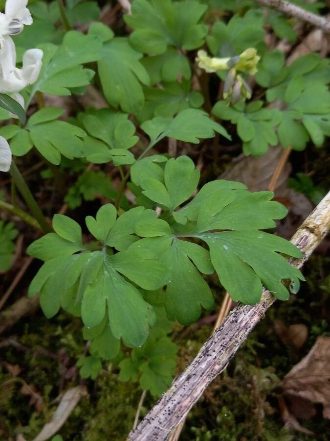 Corydalis cava leaf