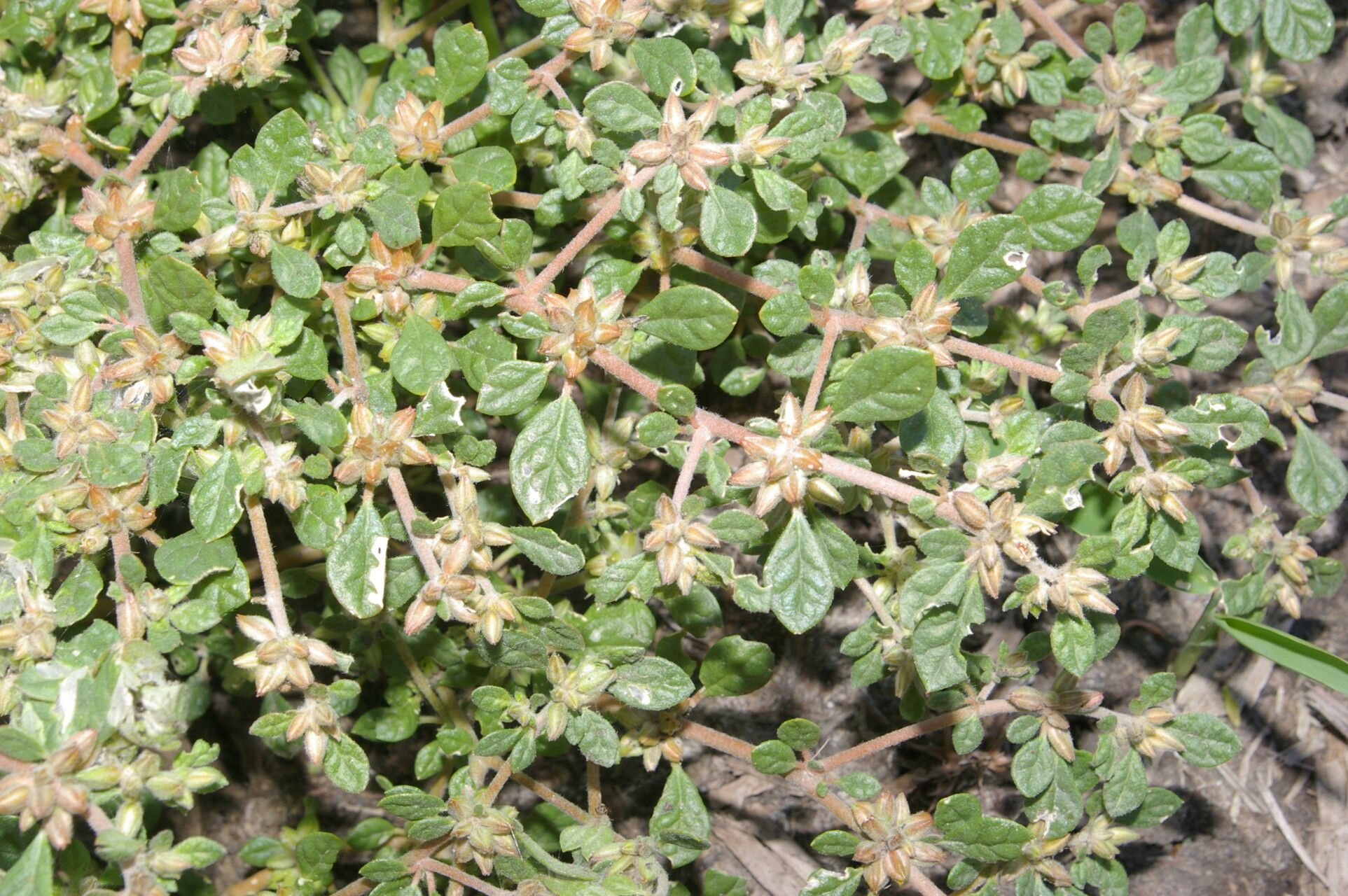 Glinus radiatus — related species from the same genus