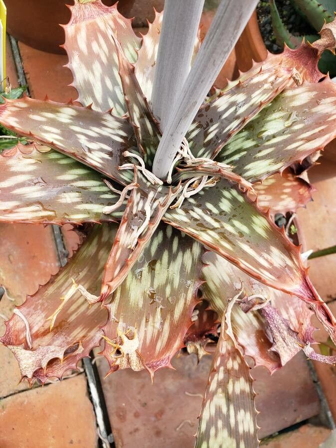 Aloe greatheadii leaf