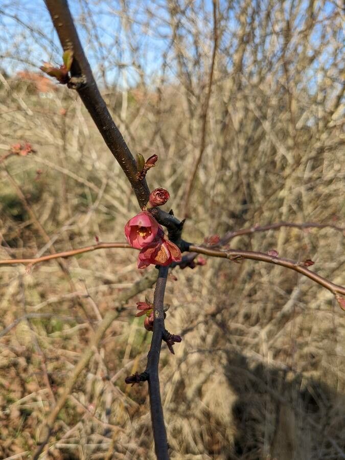 Malus × purpurea flower