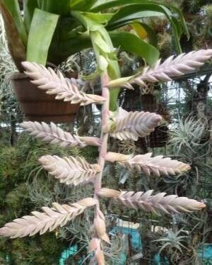 Tillandsia trauneri habit