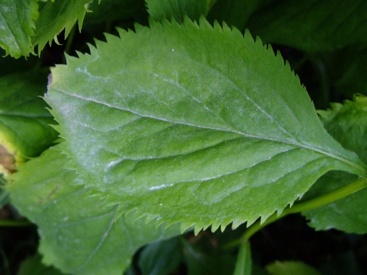 Solidago squarrosa — search result for 'Solidago'
