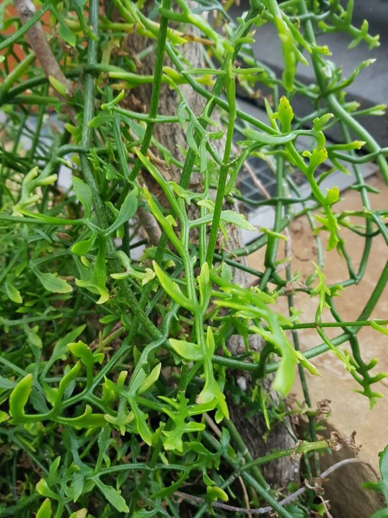 Kalanchoe schizophylla leaf