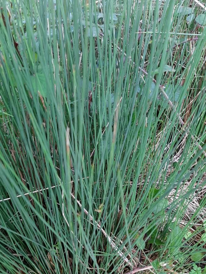 Juncus pygmaeus — search result for 'Juncus'