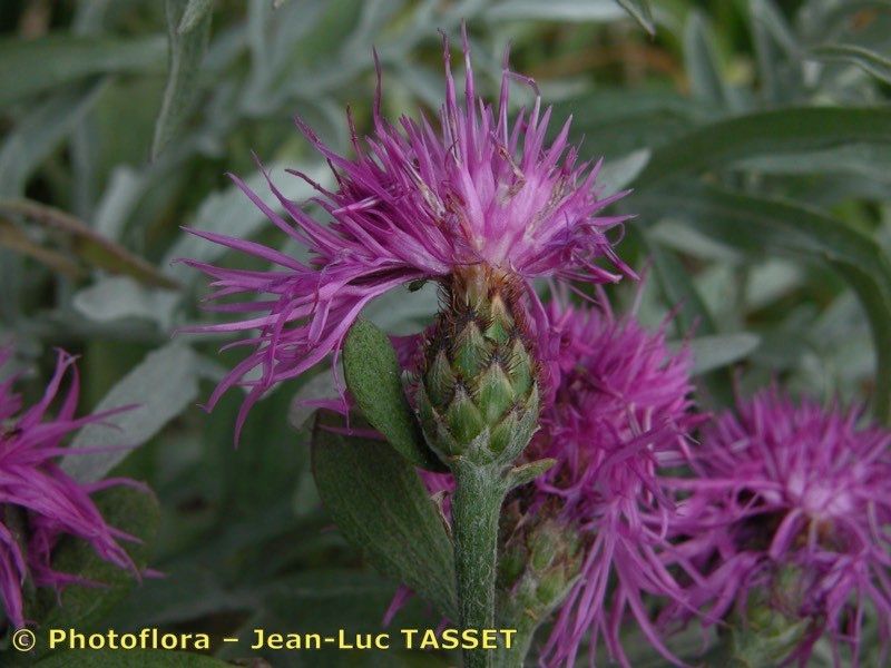 Centaurea pseudocineraria — houseplant care guide