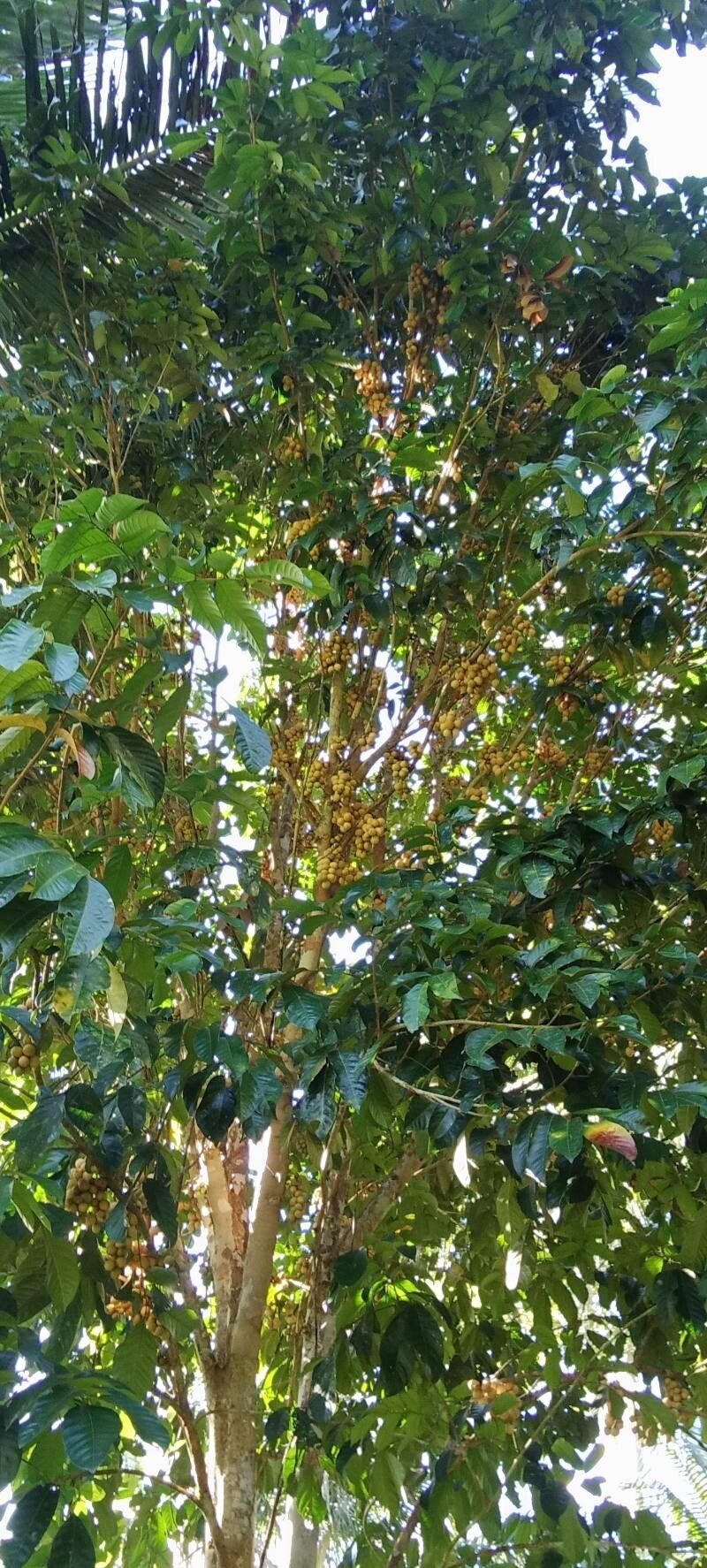 Lansium domesticum fruit