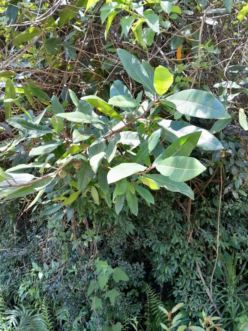 Ficus polyphlebia habit