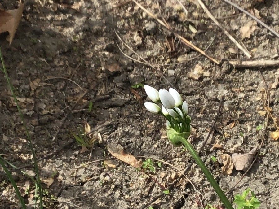 Chenopodium ambrosioides flower
