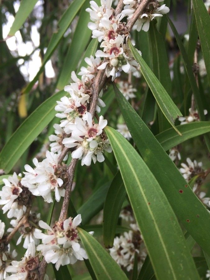 Agonis flexuosa flower