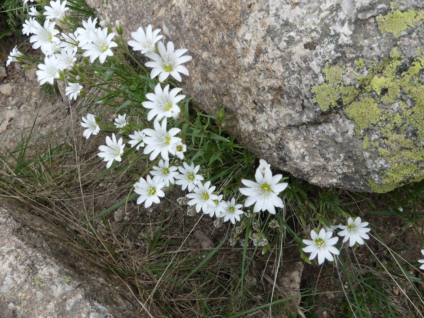 Cerastium soleirolii habit
