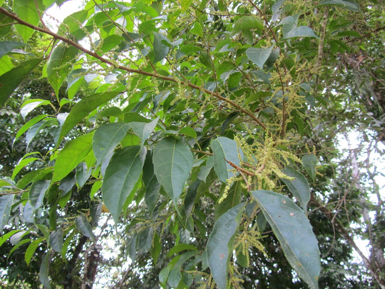 Alchornea costaricensis — related species from the same genus