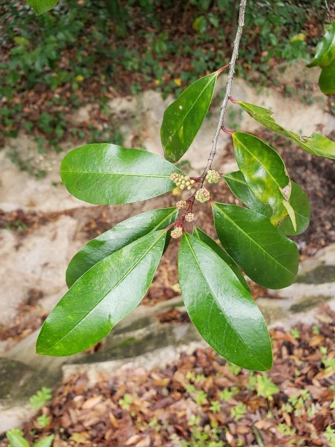 Tapura guianensis fruit