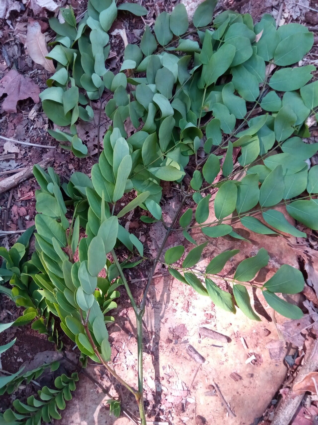 Delonix brachycarpa leaf