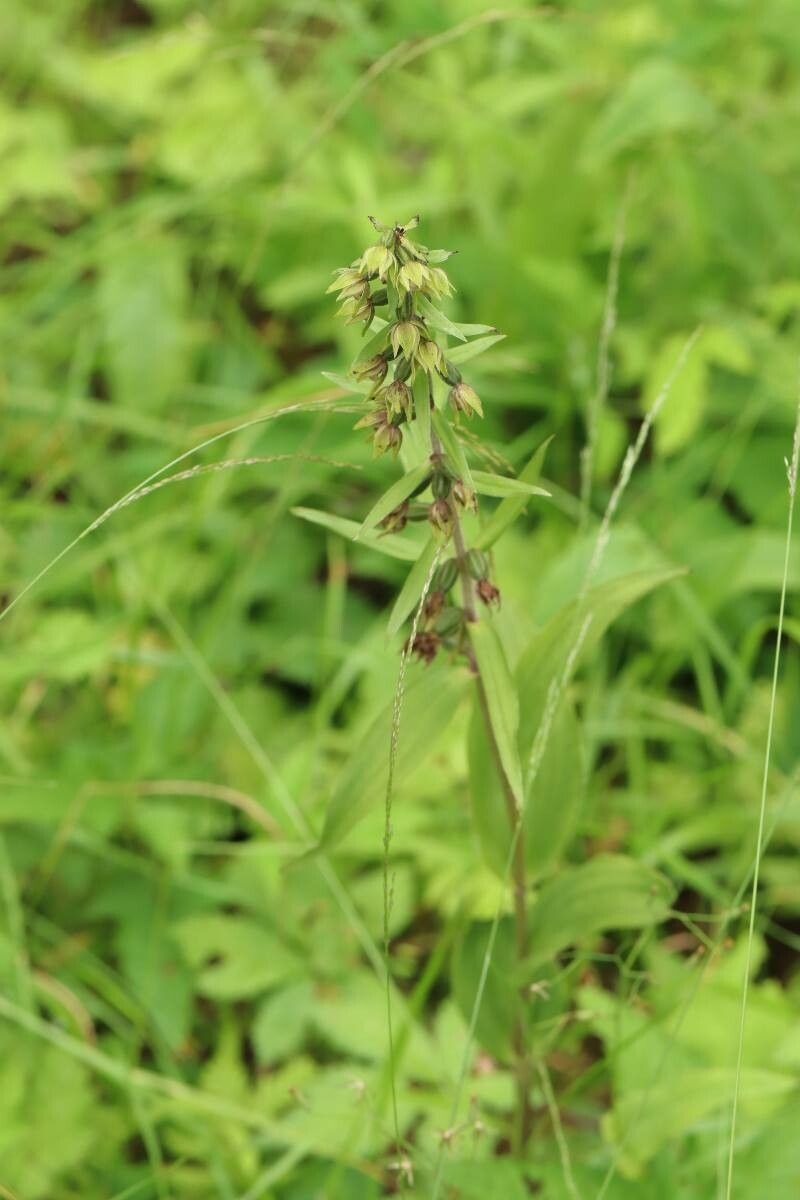 Epipactis papillosa flower