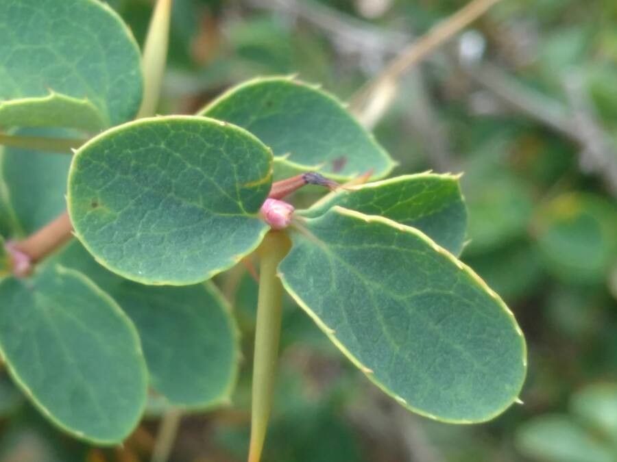Berberis aetnensis
