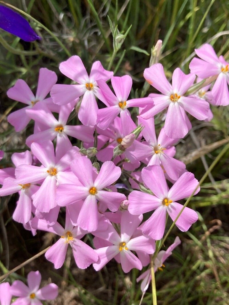 Phlox stansburyi — search result for 'Phlox'