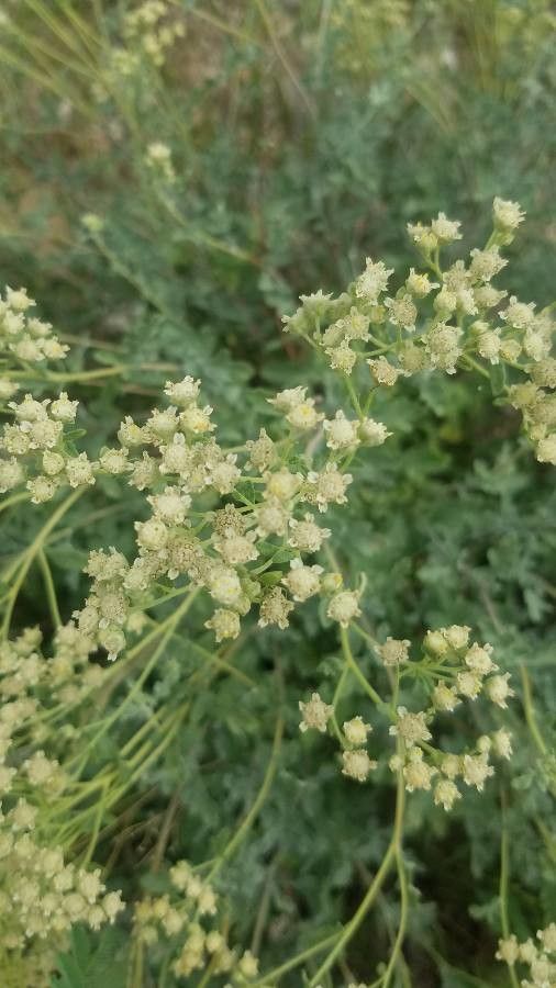 Parthenium incanum flower