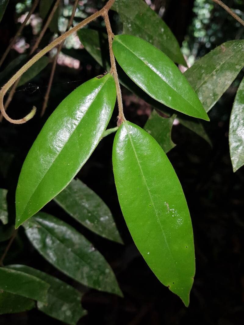 Xylopia macrantha leaf