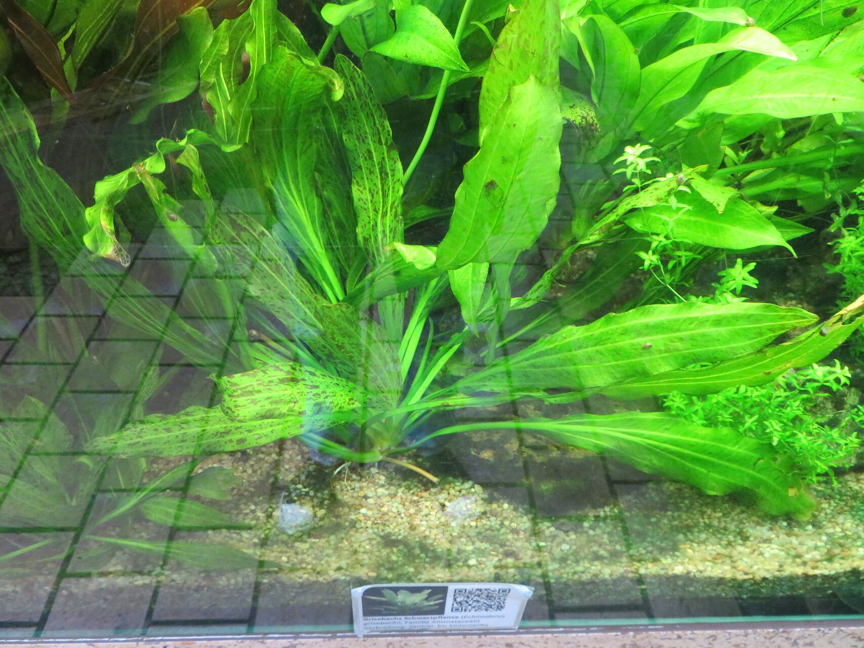 Aquarius grisebachii habit