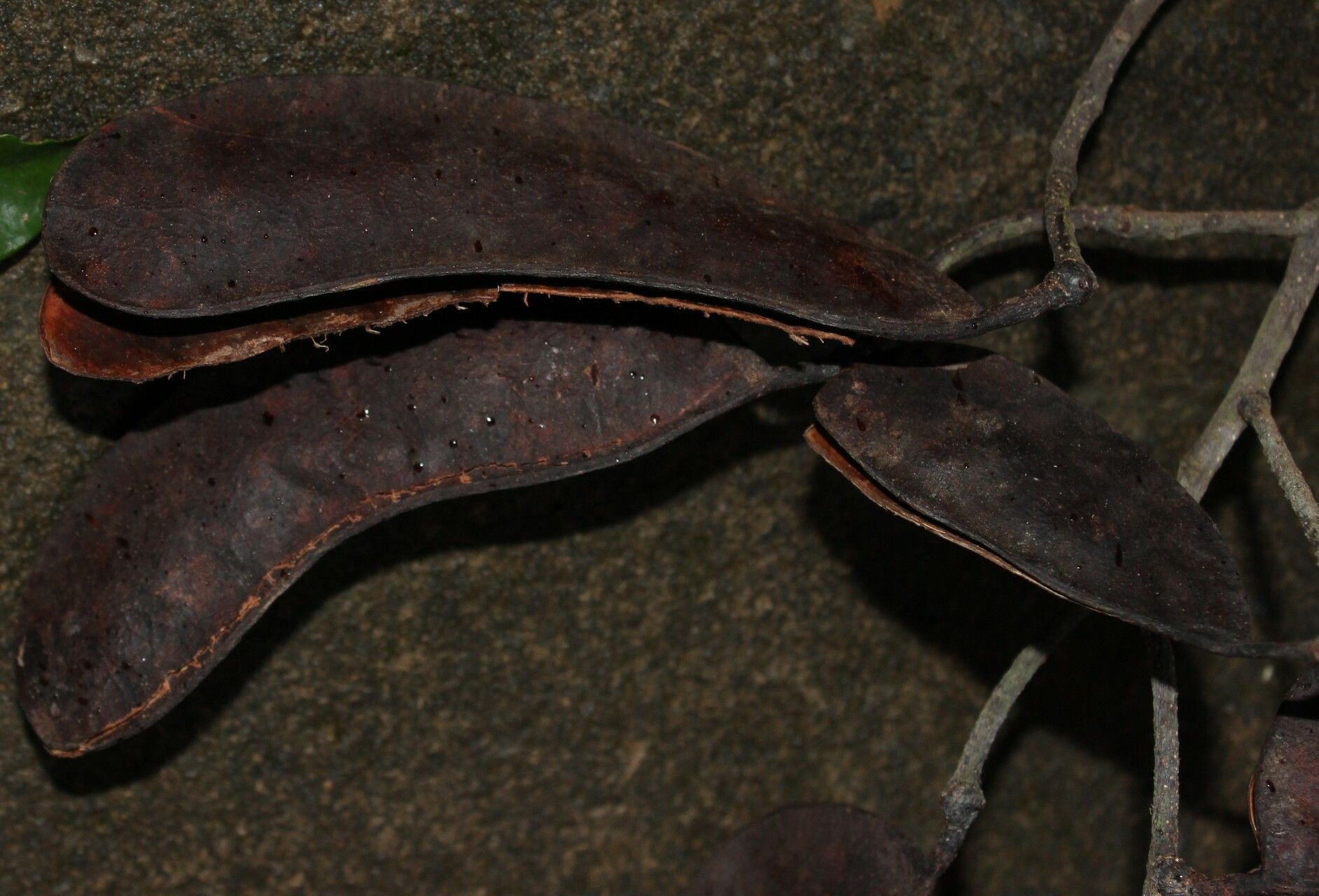 Erythrophleum ivorense fruit