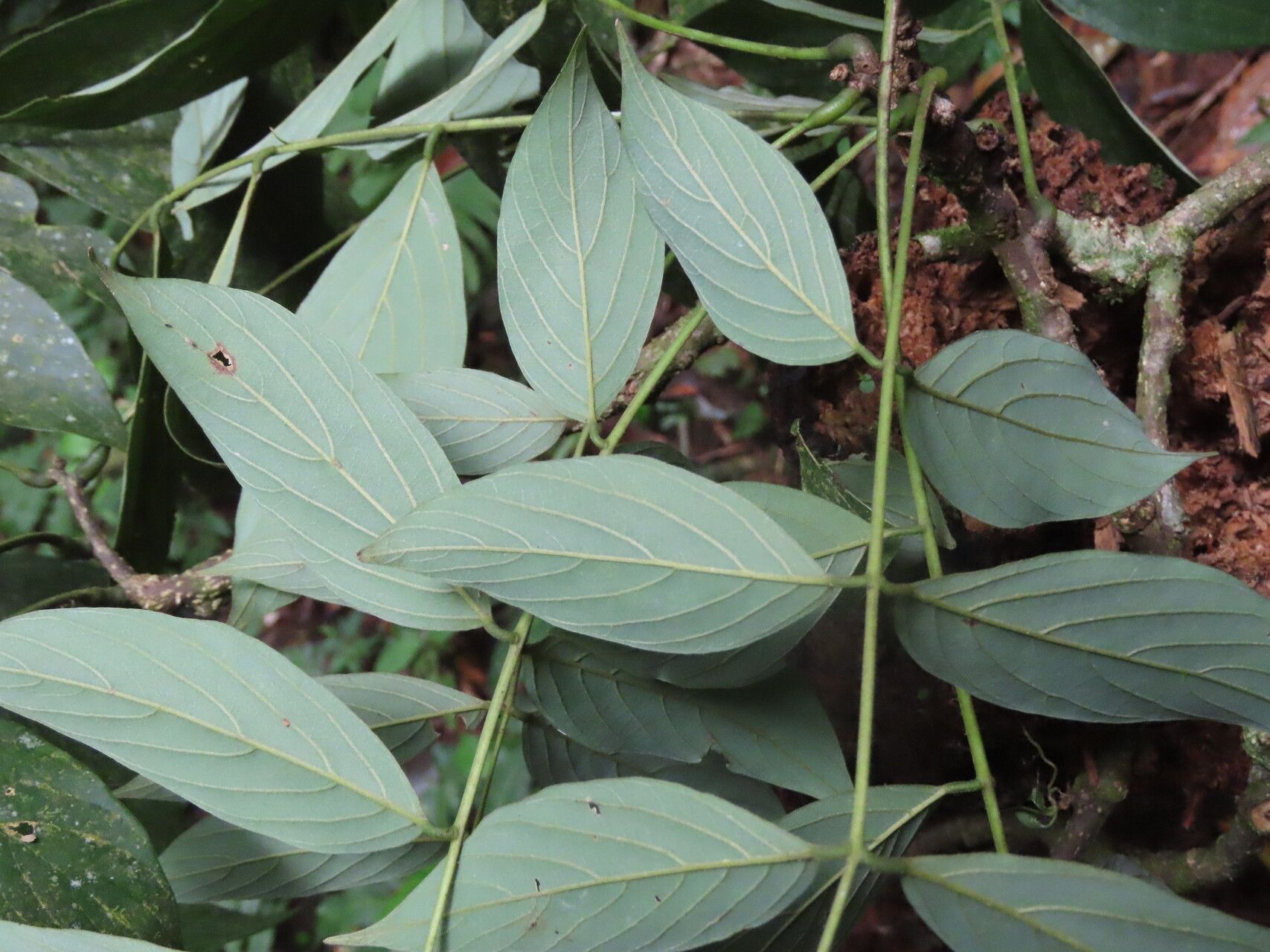 Lonchocarpus monteviridis leaf