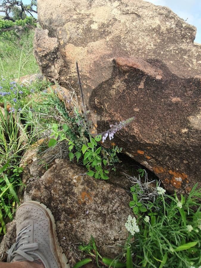 Orthosiphon rubicundus habit