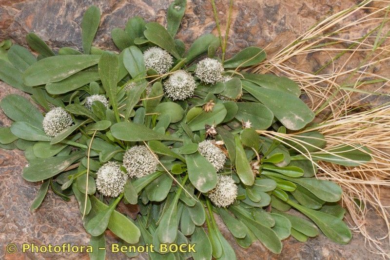 Globularia liouvillei — houseplant care guide