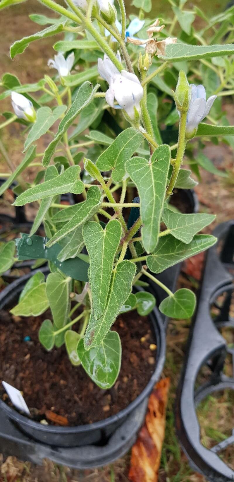 Oxypetalum coeruleum — search result for 'Uruguay'