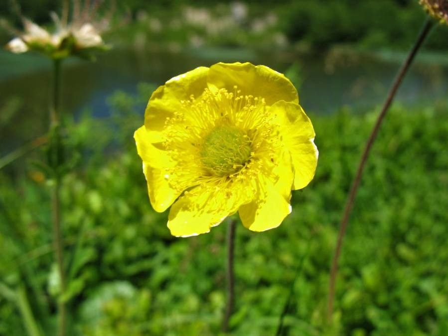 Geum montanum flower