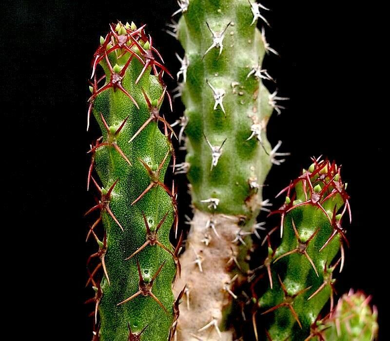 Euphorbia whellanii — houseplant care guide