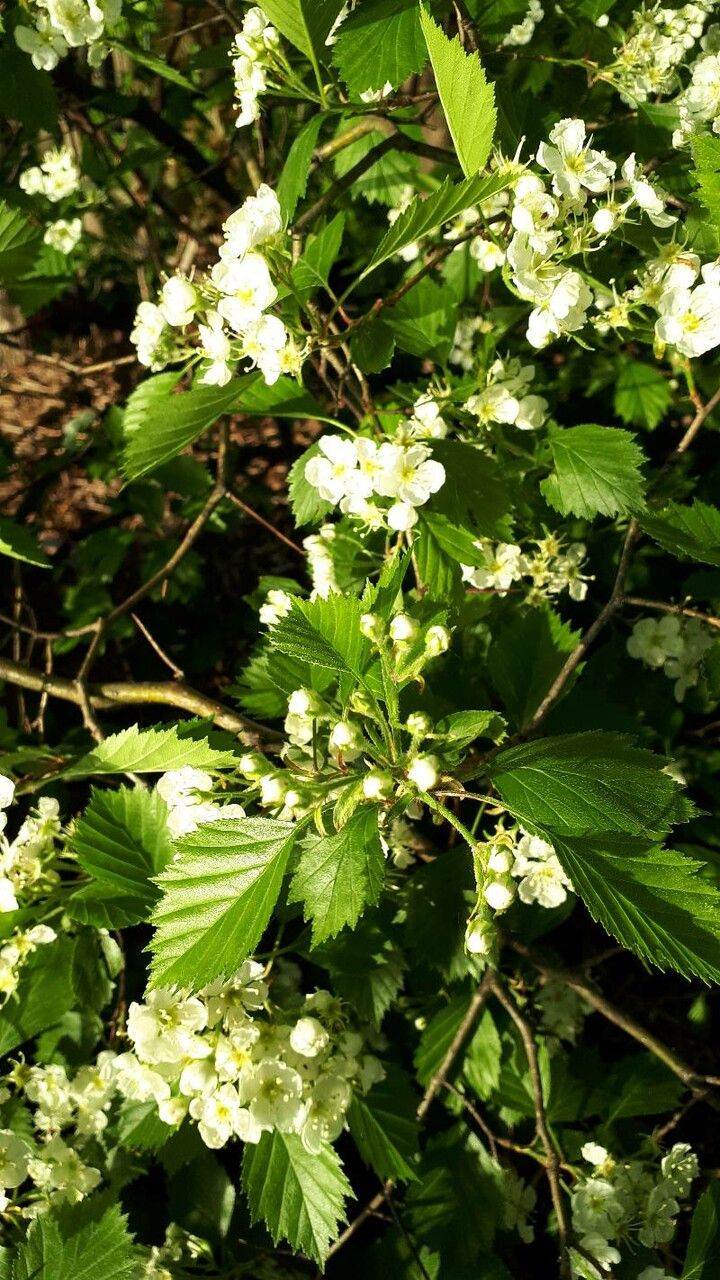 Crataegus chrysocarpa flower