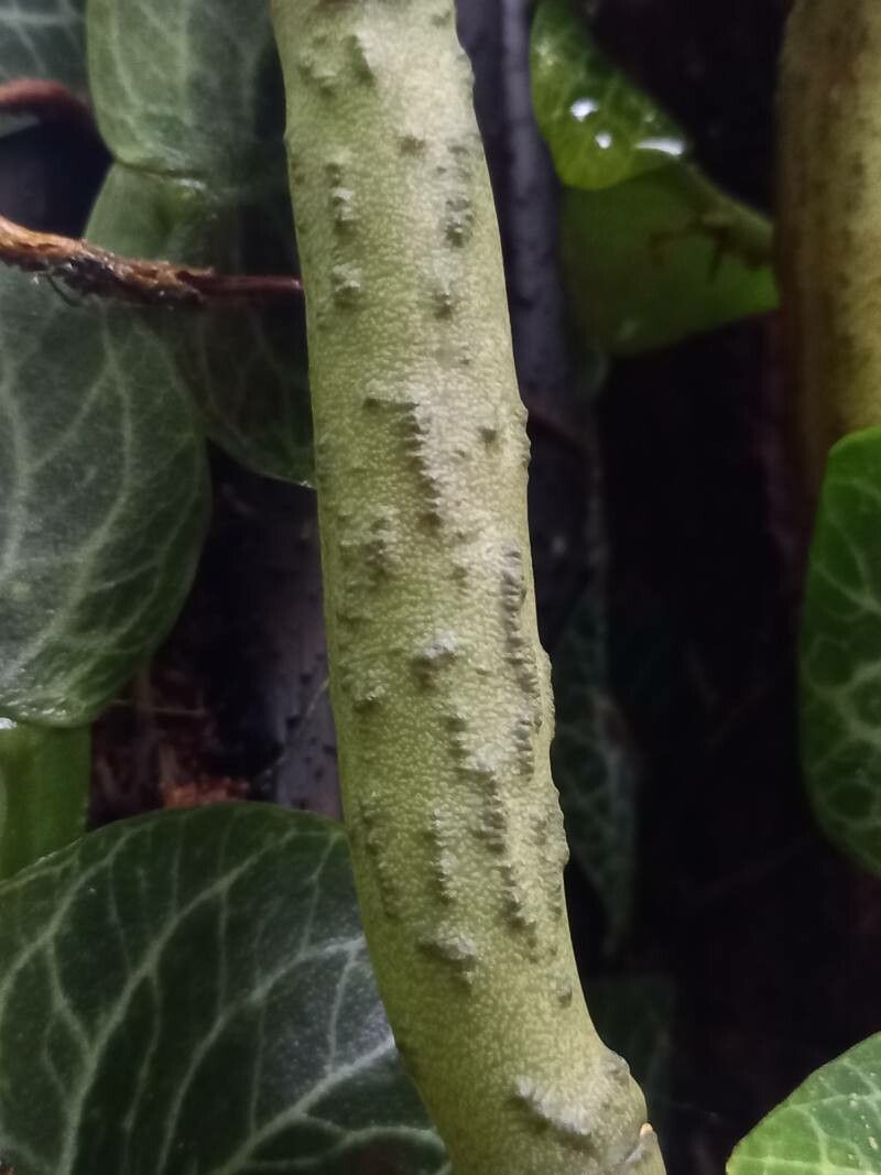 Vanilla perrieri bark