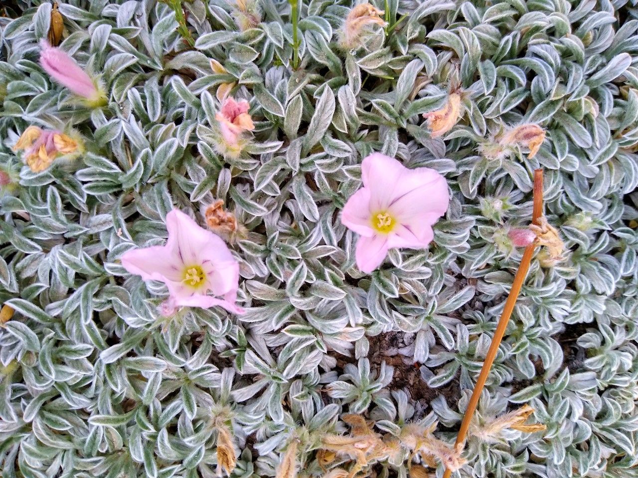 Convolvulus boissieri flower