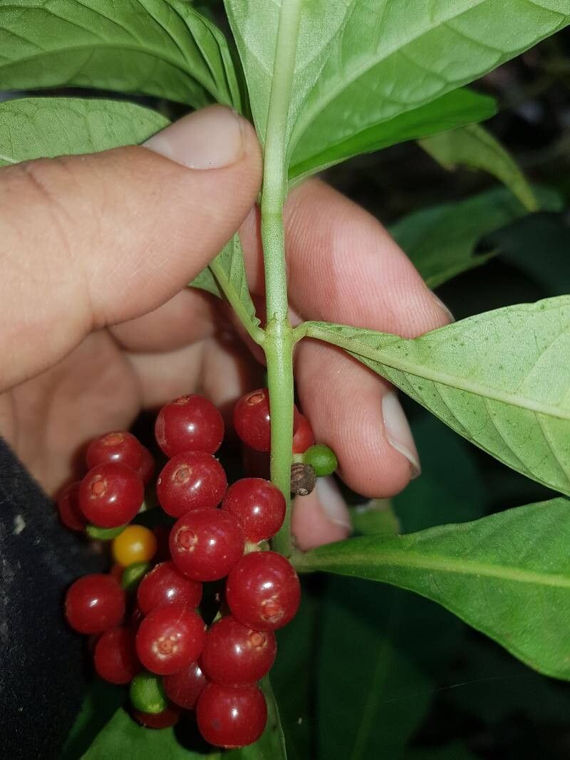 Psychotria tenuifolia fruit