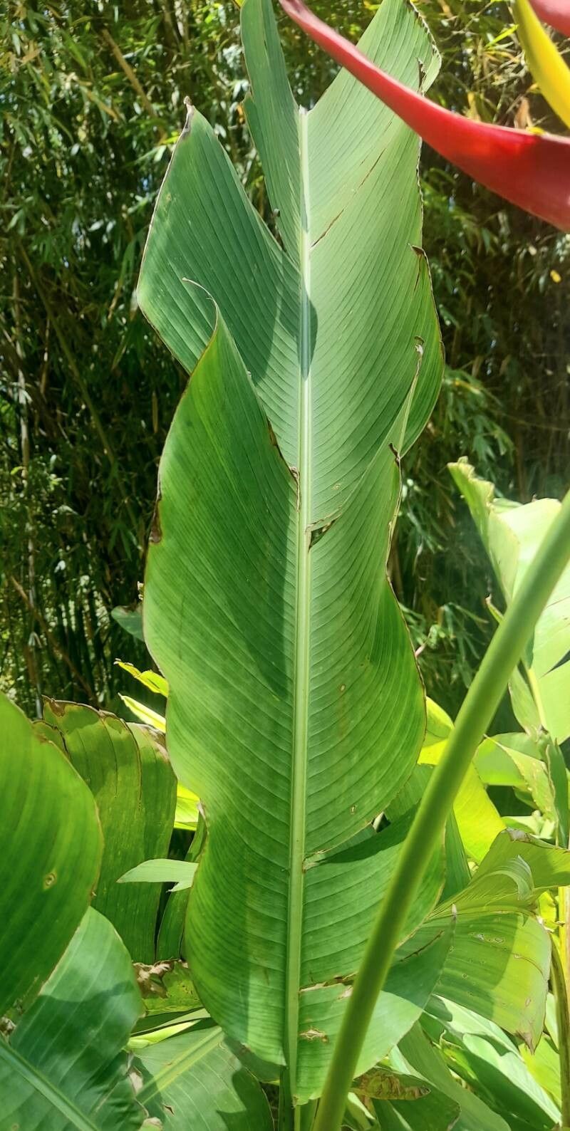 Heliconia subulata — search result for 'Heliconia'