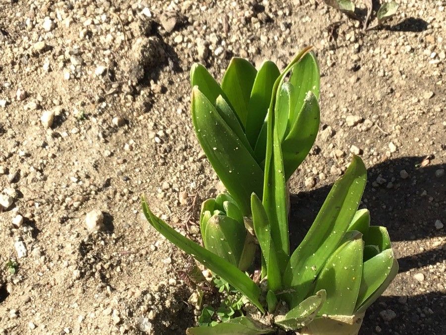 Eremurus himalaicus — related species from the same genus