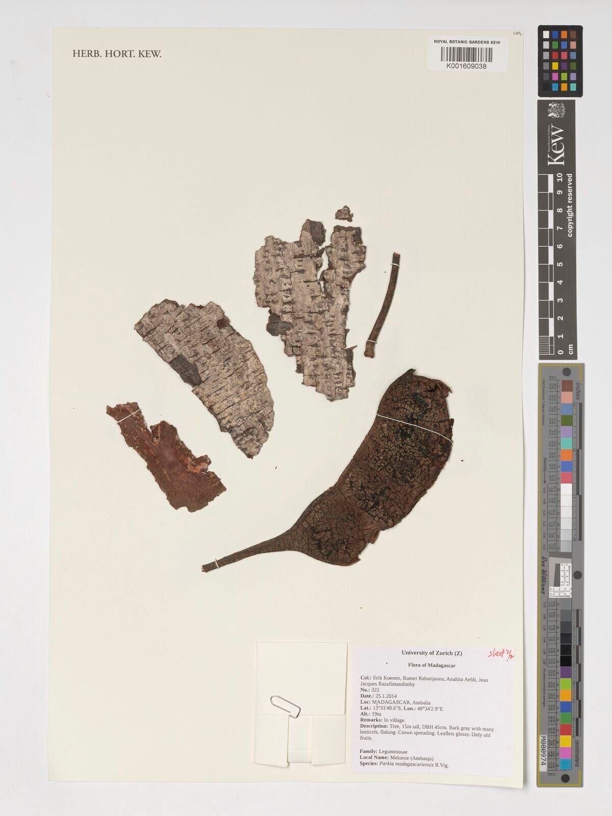 Parkia madagascariensis — search result for 'Parkia'