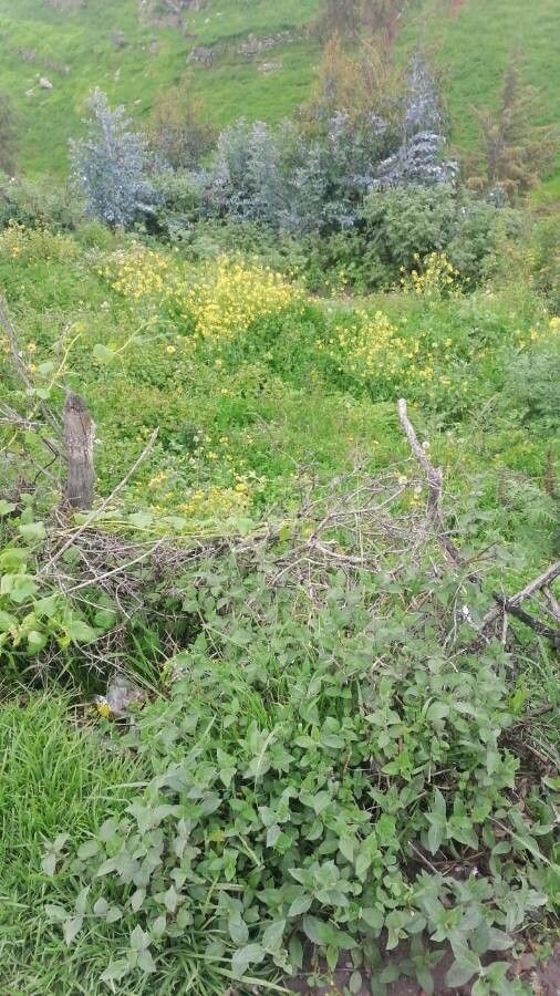 Bryonia verrucosa — search result for 'Bryonia'