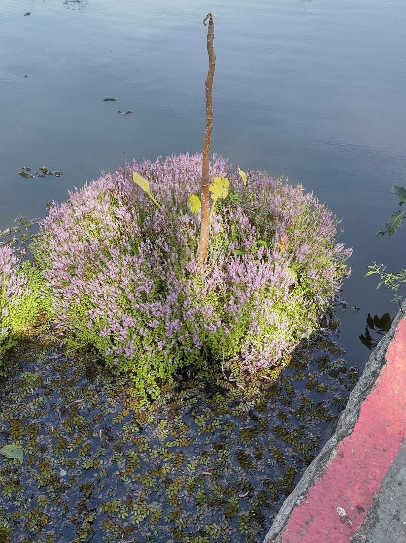 Rotala rotundifolia habit