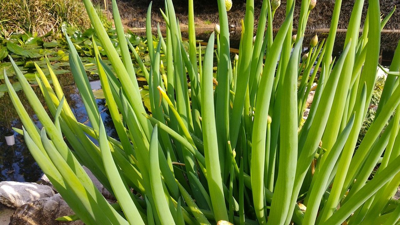 Allium oschaninii flower