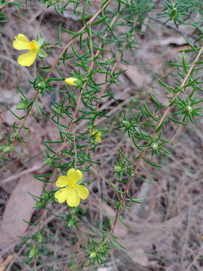 Hibbertia stricta habit