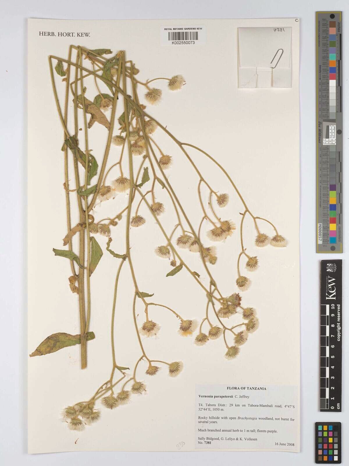 Vernonia parapetersii — houseplant care guide