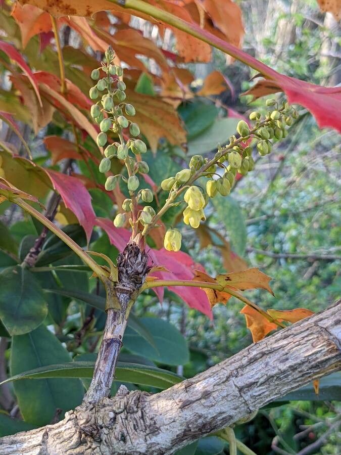 Berberis bealei flower